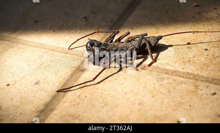 Ketungging, Ketonggeng, Riesenessig sind eine Gruppe von Arachniden, die Skorpionen ähneln, aber schwarze Peitschen auf dem Rücken haben Stockfoto