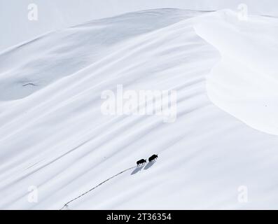 Ruoqiang. Oktober 2023. Dieses Foto vom 16. Oktober 2023 zeigt wilde Yaks in einer schneebedeckten Wüste im Altun Mountains National Nature Reserve in der autonomen Region Xinjiang Uygur im Nordwesten Chinas. Mit einer durchschnittlichen Höhe von 4.580 Metern erstreckt sich das Altun Mountains National Nature Reserve auf einer Gesamtfläche von 45.000 Quadratkilometern. Das Naturschutzgebiet ist ein Vertreter des Hochplateau-Wüstenökosystems in China und Heimat einer Vielzahl seltener Tiere. Quelle: Li Xiang/Xinhua/Alamy Live News Stockfoto