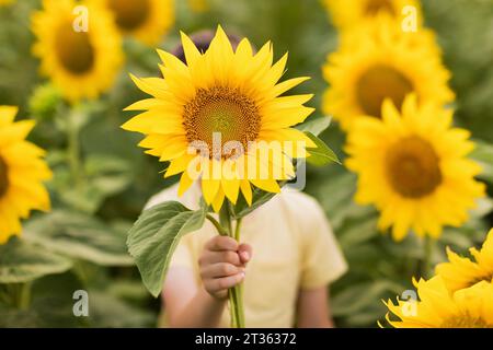 Junge, der Gesicht mit Sonnenblume auf dem Feld versteckt Stockfoto