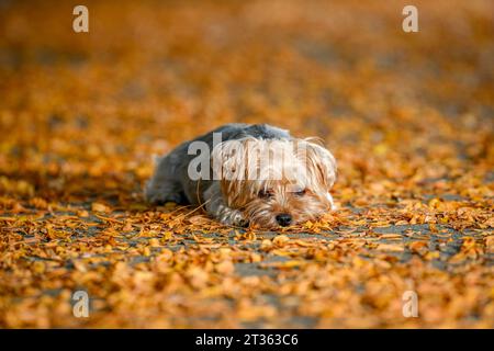 Ein niedlicher Yorkshire Terrier Hund mit schlappenden Ohren liegt auf einem Bett aus gelben und orangen Herbstblättern Stockfoto