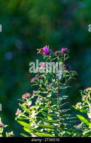Honigbiene auf violetten Asterblumenpflanzen im Garten Stockfoto