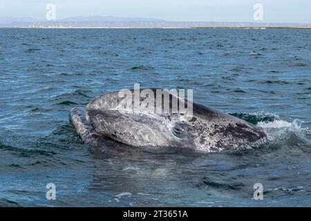 Mexiko, Baja California, Leiter des Grauwals (Eschrichtius robustus), der in der Lagune von San Ignacio bricht Stockfoto