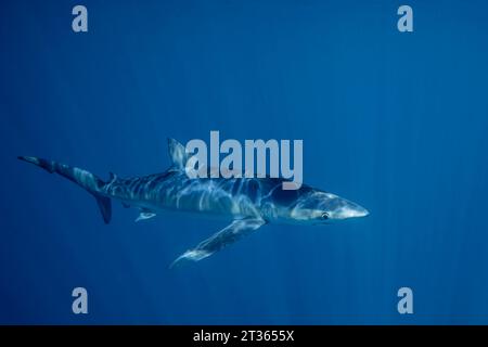 Mexiko, Baja California, Unterwasseransicht des Blauhais (Prionace glauca) Stockfoto