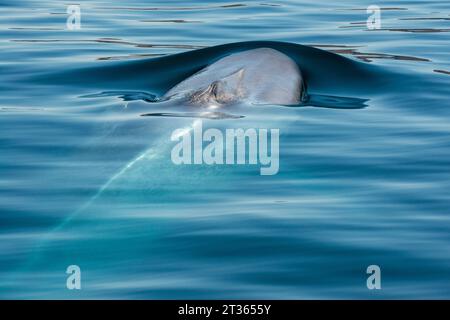 Mexiko, Baja California, Blauwal (Balaenoptera musculus), der im Meer von Cortes durchbricht Stockfoto