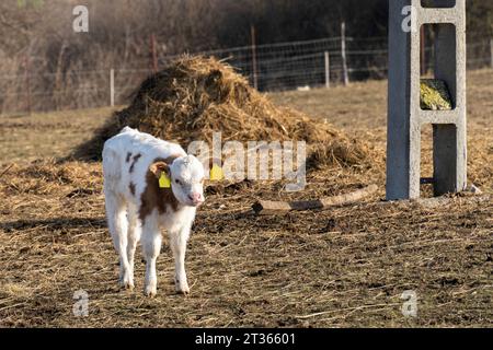 Eine junge Kuh mit braunen und weißen Haaren steht vor einem Heuhaufen Stockfoto