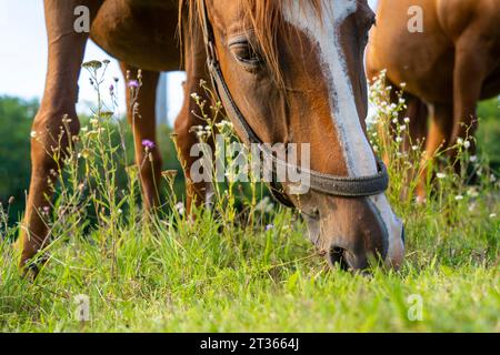 Kopf eines Pferdes mit braunen Haaren, das Gras grast Stockfoto