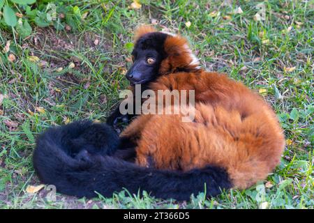 Red Ruffed Lemur (Varecia rubra) liegt im grünen Gras Stockfoto