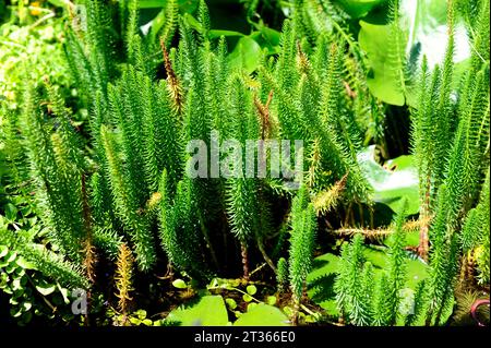 Mare-Schwanz (Hippuris vulgaris) ist eine Wasserpflanze, die in Eurasien und Nordamerika heimisch ist. Stockfoto