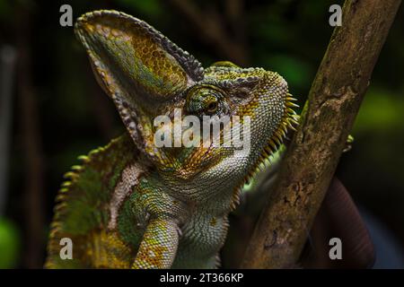 Porträt des grünen Chamäleon-Kletterzweigs Stockfoto
