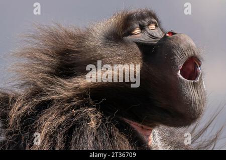 Gelada Pavian mit offenem Mund, Simien Mountains NP, Detailporträt, aus Äthiopien Stockfoto