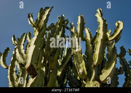 Capdepera torvo, Mallorca, Spanien Stockfoto