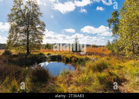 Belgien, Provinz Lüttich, kleiner Teich im Naturpark Hohen Venn - Eifel Stockfoto