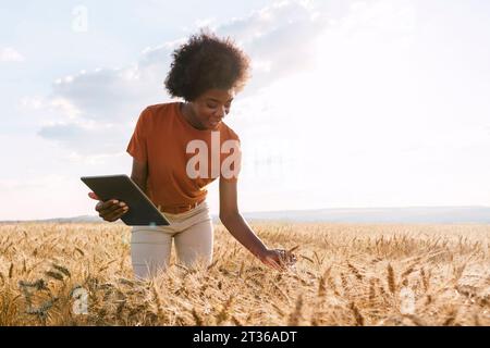 Lächelnder junger Afro-Agronomist mit Tablet-PC, der Gerste im Feld untersucht Stockfoto