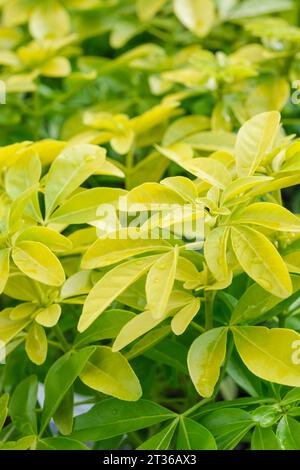 Choisya ternata Sundance, immergrüner Sträucher, gelb-grünes, glänzendes Laub Stockfoto