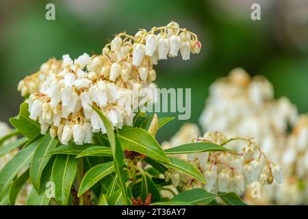 Pieris Flaming Silver, Pieris japonica Flaming Silver, kleine cremeweiße glockenförmige Blüten in verzweigten Clustern im Frühjahr Stockfoto