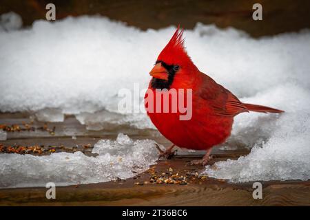 Roter männlicher Kardinal ( Cardinalis cardinalis ) auf dem mit Schnee bedeckten Deck auf der Suche nach Vogelsamen, Fütterung von Vögeln, Fütterung von Vögeln im Winter, Stockfoto