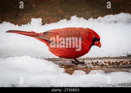 Roter männlicher nördlicher Kardinal ( Cardinalis cardinalis ) isst im Winter Vogelsamen auf einem Deck in Ontario, Kanada Stockfoto