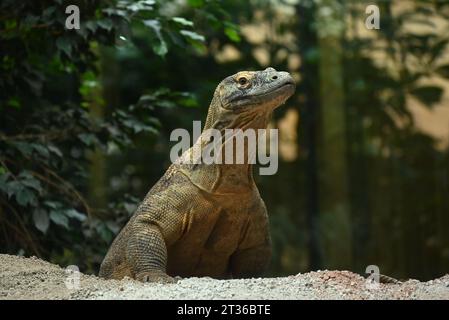 Komodo-Drache Katheesi klemmt ihre 60 gezackten, hai-ähnlichen Zähne um einen mit Fleisch gefüllten Kürbis, als ein frühmorgendliches Frühstück ... Stockfoto