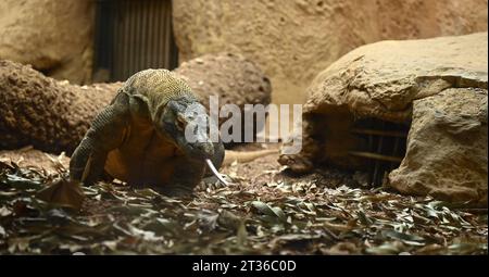 Komodo-Drache Katheesi klemmt ihre 60 gezackten, hai-ähnlichen Zähne um einen mit Fleisch gefüllten Kürbis, als ein frühmorgendliches Frühstück ... Stockfoto