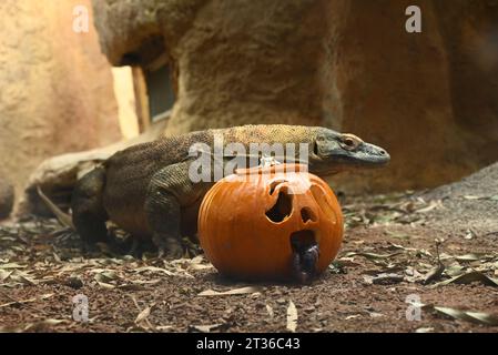 Komodo-Drache Katheesi klemmt ihre 60 gezackten, hai-ähnlichen Zähne um einen mit Fleisch gefüllten Kürbis, als ein frühmorgendliches Frühstück ... Stockfoto