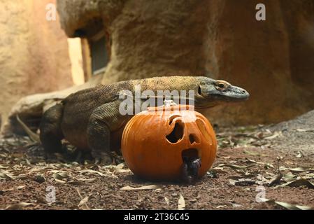 Komodo-Drache Katheesi klemmt ihre 60 gezackten, hai-ähnlichen Zähne um einen mit Fleisch gefüllten Kürbis, als ein frühmorgendliches Frühstück ... Stockfoto