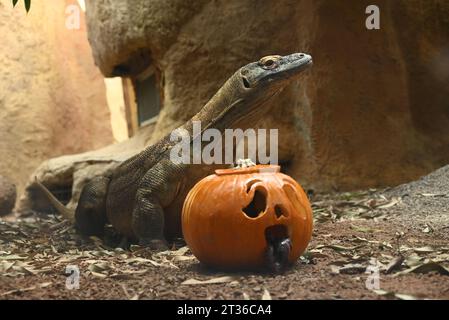 Komodo-Drache Katheesi klemmt ihre 60 gezackten, hai-ähnlichen Zähne um einen mit Fleisch gefüllten Kürbis, als ein frühmorgendliches Frühstück ... Stockfoto