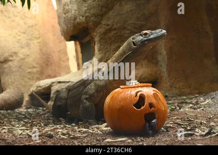 Komodo-Drache Katheesi klemmt ihre 60 gezackten, hai-ähnlichen Zähne um einen mit Fleisch gefüllten Kürbis, als ein frühmorgendliches Frühstück ... Stockfoto