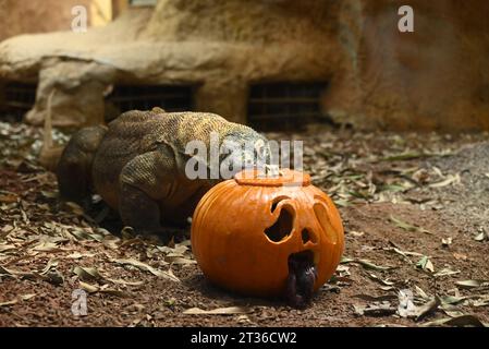 Komodo-Drache Katheesi klemmt ihre 60 gezackten, hai-ähnlichen Zähne um einen mit Fleisch gefüllten Kürbis, als ein frühmorgendliches Frühstück ... Stockfoto
