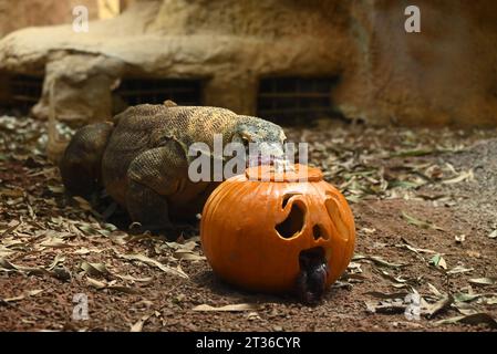 Komodo-Drache Katheesi klemmt ihre 60 gezackten, hai-ähnlichen Zähne um einen mit Fleisch gefüllten Kürbis, als ein frühmorgendliches Frühstück ... Stockfoto