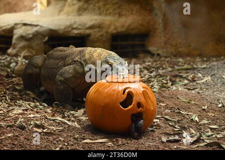 Komodo-Drache Katheesi klemmt ihre 60 gezackten, hai-ähnlichen Zähne um einen mit Fleisch gefüllten Kürbis, als ein frühmorgendliches Frühstück ... Stockfoto