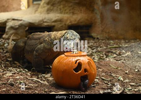 Komodo-Drache Katheesi klemmt ihre 60 gezackten, hai-ähnlichen Zähne um einen mit Fleisch gefüllten Kürbis, als ein frühmorgendliches Frühstück ... Stockfoto