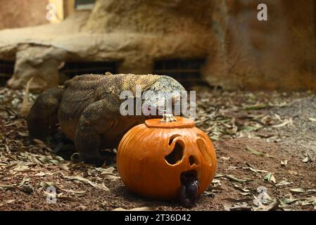Komodo-Drache Katheesi klemmt ihre 60 gezackten, hai-ähnlichen Zähne um einen mit Fleisch gefüllten Kürbis, als ein frühmorgendliches Frühstück ... Stockfoto