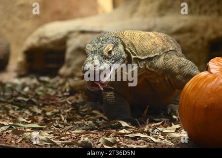 Komodo-Drache Katheesi klemmt ihre 60 gezackten, hai-ähnlichen Zähne um einen mit Fleisch gefüllten Kürbis, als ein frühmorgendliches Frühstück ... Stockfoto