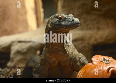 Komodo-Drache Katheesi klemmt ihre 60 gezackten, hai-ähnlichen Zähne um einen mit Fleisch gefüllten Kürbis, als ein frühmorgendliches Frühstück ... Stockfoto