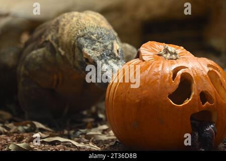 Komodo-Drache Katheesi klemmt ihre 60 gezackten, hai-ähnlichen Zähne um einen mit Fleisch gefüllten Kürbis, als ein frühmorgendliches Frühstück ... Stockfoto