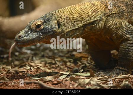 Komodo-Drache Katheesi klemmt ihre 60 gezackten, hai-ähnlichen Zähne um einen mit Fleisch gefüllten Kürbis, als ein frühmorgendliches Frühstück ... Stockfoto