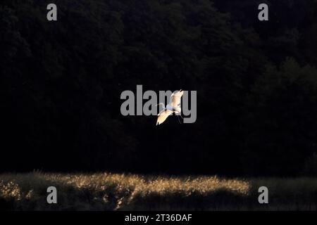 Großer Reiher (Ardea alba), der nachts fliegt Stockfoto