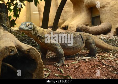 Komodo-Drache Katheesi klemmt ihre 60 gezackten, hai-ähnlichen Zähne um einen mit Fleisch gefüllten Kürbis, als ein frühmorgendliches Frühstück ... Stockfoto