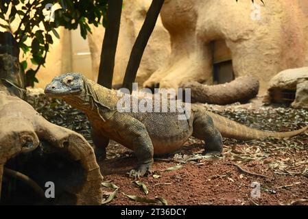 Komodo-Drache Katheesi klemmt ihre 60 gezackten, hai-ähnlichen Zähne um einen mit Fleisch gefüllten Kürbis, als ein frühmorgendliches Frühstück ... Stockfoto
