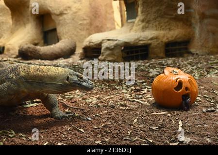 Komodo-Drache Katheesi klemmt ihre 60 gezackten, hai-ähnlichen Zähne um einen mit Fleisch gefüllten Kürbis, als ein frühmorgendliches Frühstück ... Stockfoto