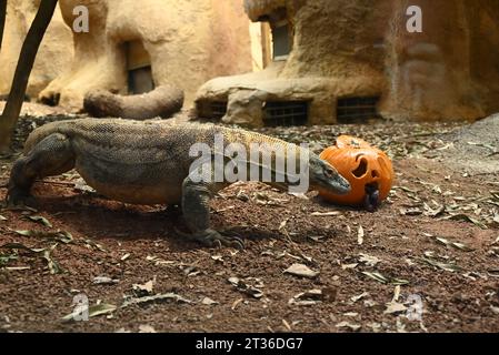 Komodo-Drache Katheesi klemmt ihre 60 gezackten, hai-ähnlichen Zähne um einen mit Fleisch gefüllten Kürbis, als ein frühmorgendliches Frühstück ... Stockfoto