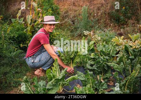 Frau hockt und erntet Obstplantagen Stockfoto