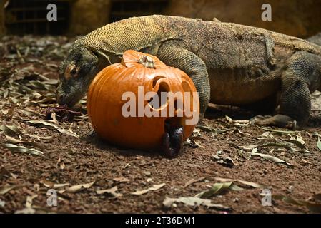 Komodo-Drache Katheesi klemmt ihre 60 gezackten, hai-ähnlichen Zähne um einen mit Fleisch gefüllten Kürbis, als ein frühmorgendliches Frühstück ... Stockfoto