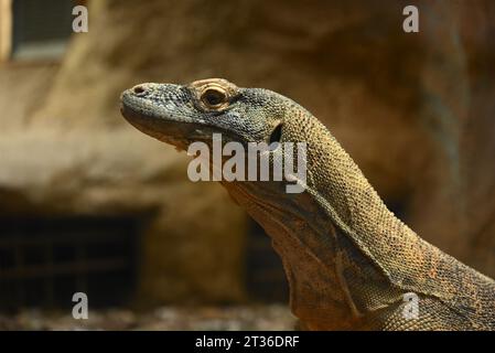 Komodo-Drache Katheesi klemmt ihre 60 gezackten, hai-ähnlichen Zähne um einen mit Fleisch gefüllten Kürbis, als ein frühmorgendliches Frühstück ... Stockfoto