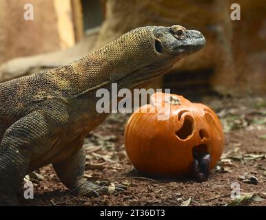 Komodo-Drache Katheesi klemmt ihre 60 gezackten, hai-ähnlichen Zähne um einen mit Fleisch gefüllten Kürbis, als ein frühmorgendliches Frühstück ... Stockfoto