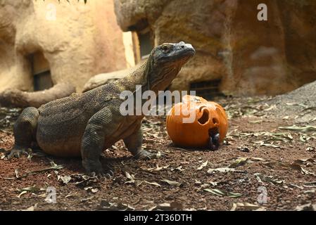 Komodo-Drache Katheesi klemmt ihre 60 gezackten, hai-ähnlichen Zähne um einen mit Fleisch gefüllten Kürbis, als ein frühmorgendliches Frühstück ... Stockfoto