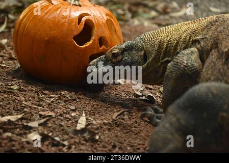 Komodo-Drache Katheesi klemmt ihre 60 gezackten, hai-ähnlichen Zähne um einen mit Fleisch gefüllten Kürbis, als ein frühmorgendliches Frühstück ... Stockfoto