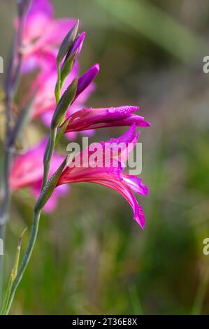 Blüten der östlichen Gladiolen. Flores de Gladiolo Stockfoto