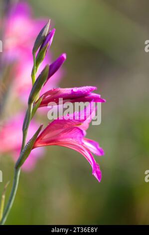 Blüten der östlichen Gladiolen. Flores de Gladiolo Stockfoto