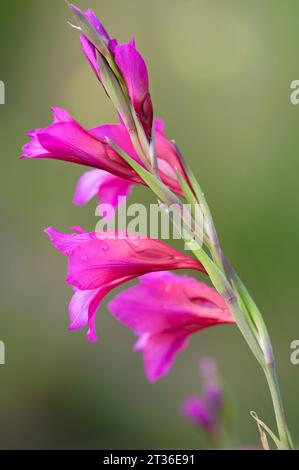 Blüten der östlichen Gladiolen. Flores de Gladiolo Stockfoto